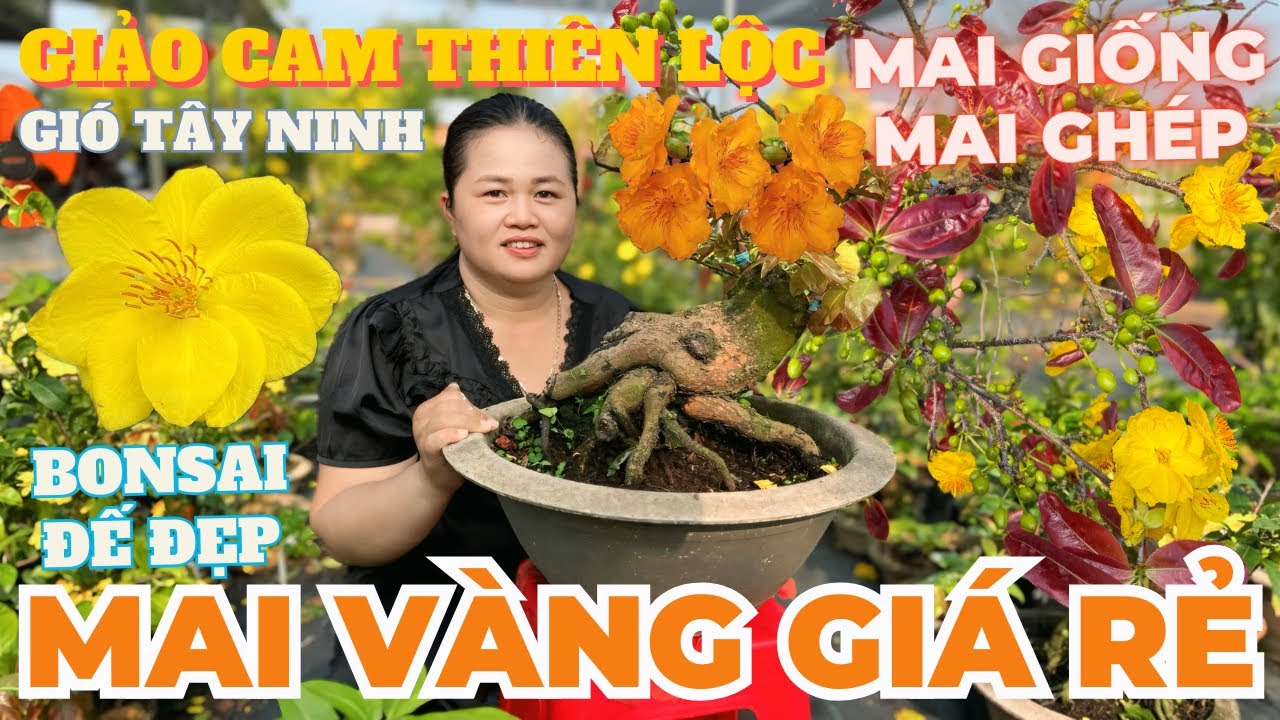 08-03 CHỊ THANH TRÀ Giao Lưu Mai Vàng Giá Rẻ, Cam Thiên Lộc, Gió Tây Ninh, Ông Thầy • THÀNH TRỌNG LÊ
