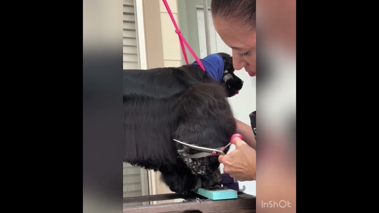 Cocker feet beveling, show trim