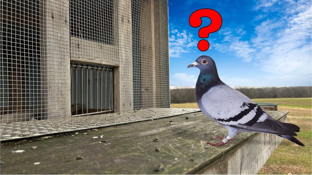 How to train pigeons to come home
