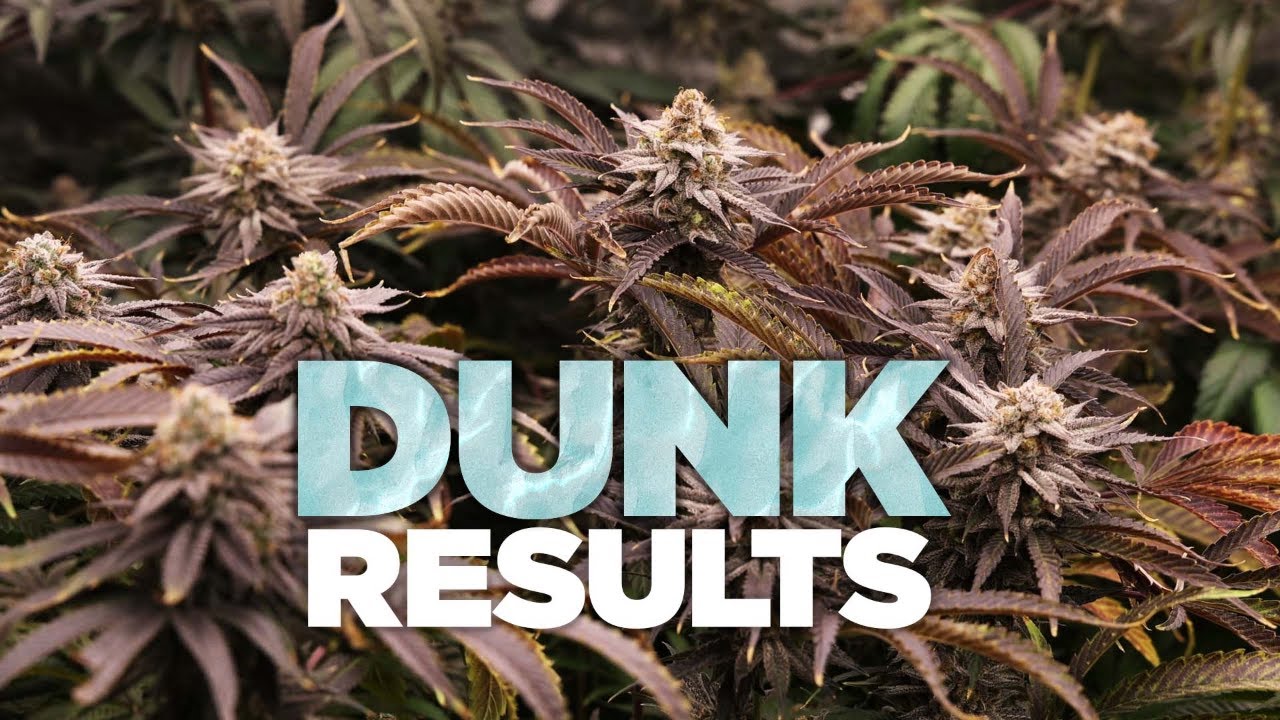 DUNK Results - Update of Plants in Tutorial - Best Way to Feed Cannabis #shorts