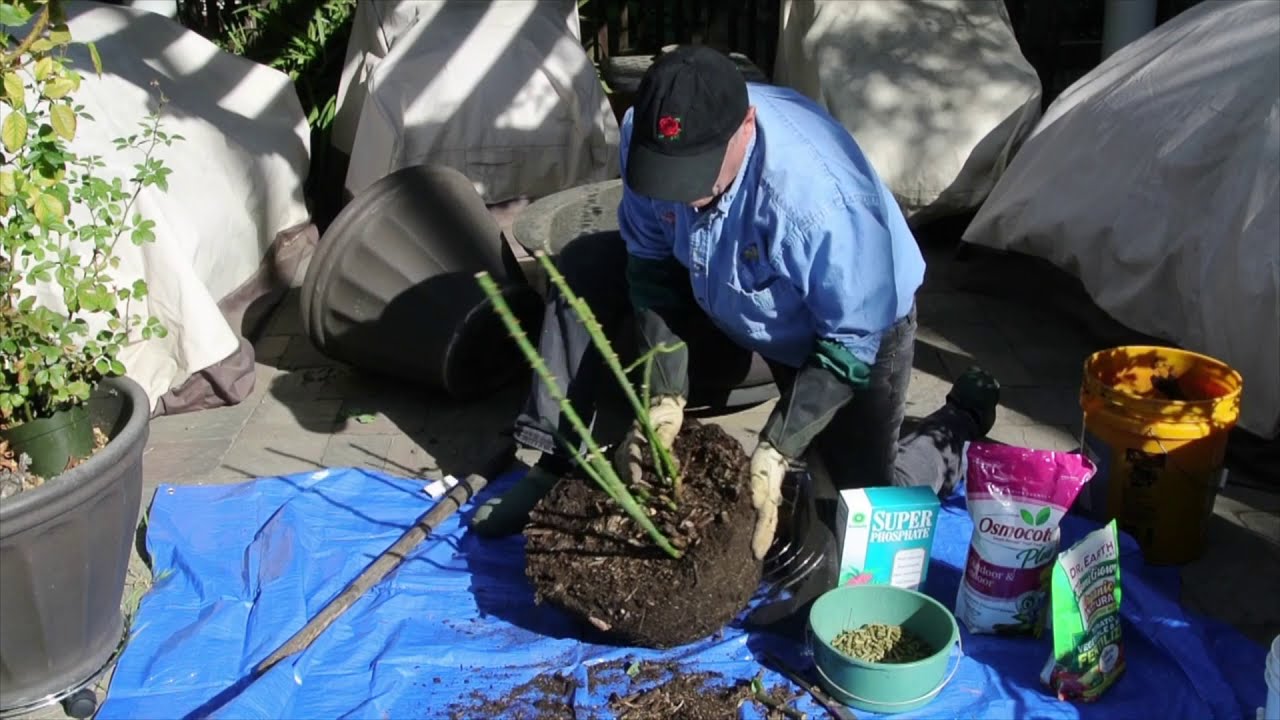 Rose Repotting . Step by step repotting of a rose bush - Peninsula Rose Society