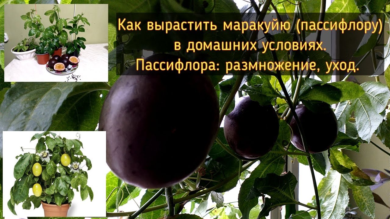 Как вырастить маракуйю (пассифлору) в домашних условиях. Пассифлора: размножение, уход.