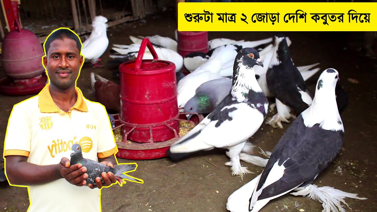 মাত্র ২ জোড়া দেশি কবুতর দিয়ে শুরুটা ছিলো এই খামারির | কবুতর পালন পদ্ধতি | Pigeon Farm In Bangladesh.