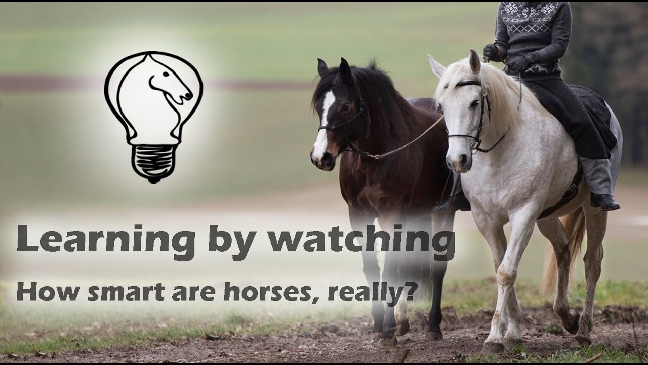 Learning by watching: how smart are horses, really?