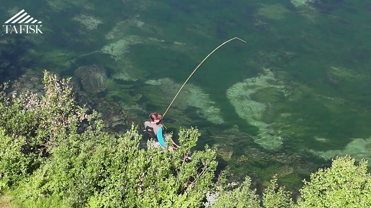 Flyfishing in Norway, dryfly. Fluefiske i Norge.