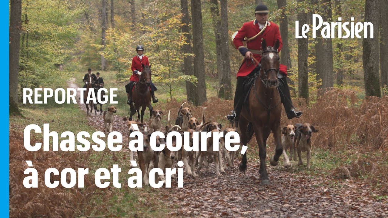 «On est aussi cher qu’un abonnement au PSG» : ces chasseurs traquent le cerf deux fois par semaine