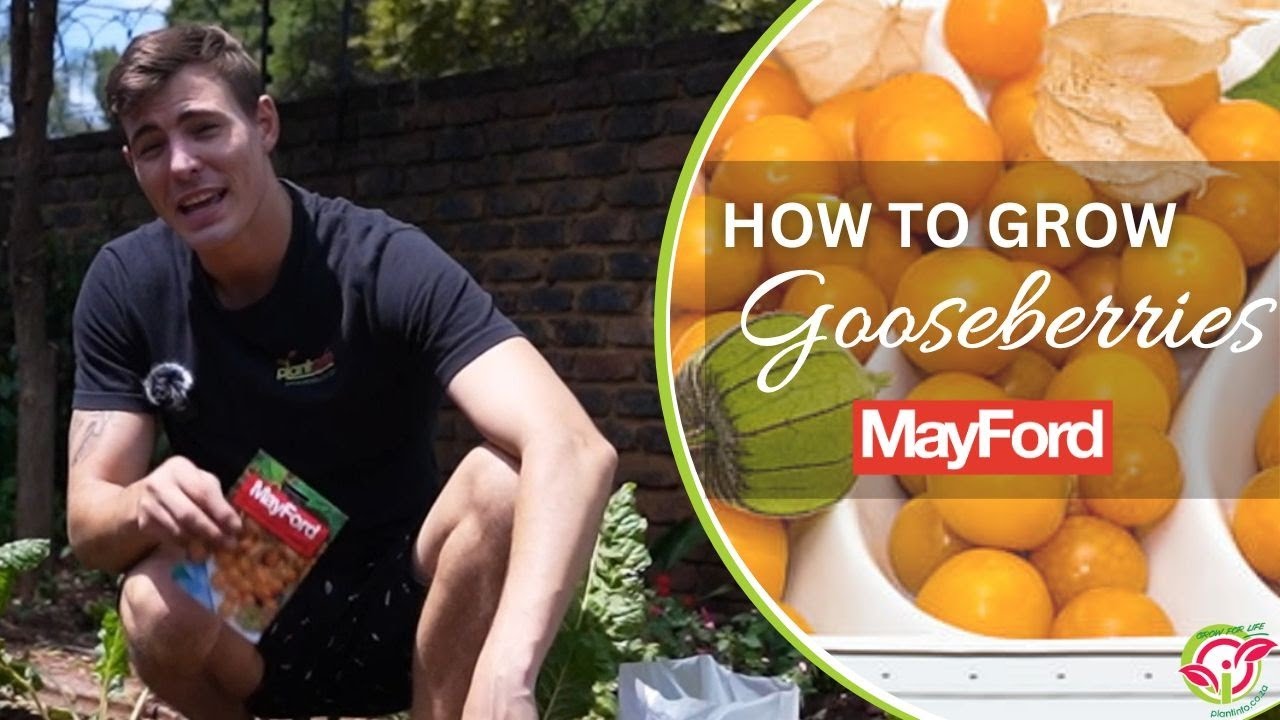 How to grow Gooseberries from seed