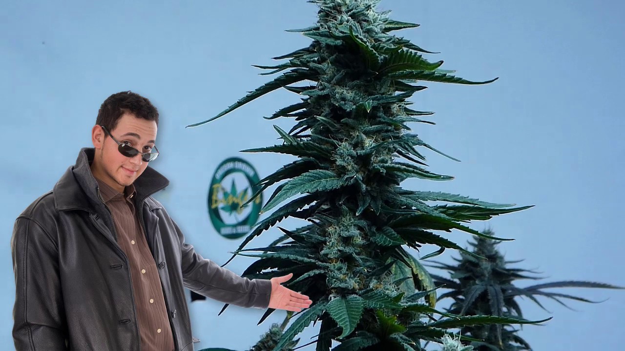 Fruit Gas Cannabis Strain Revealed