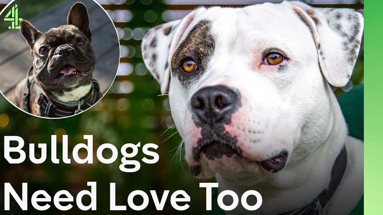 Bulldogs Need Love Too | The Dog House 🐶 | Compilation