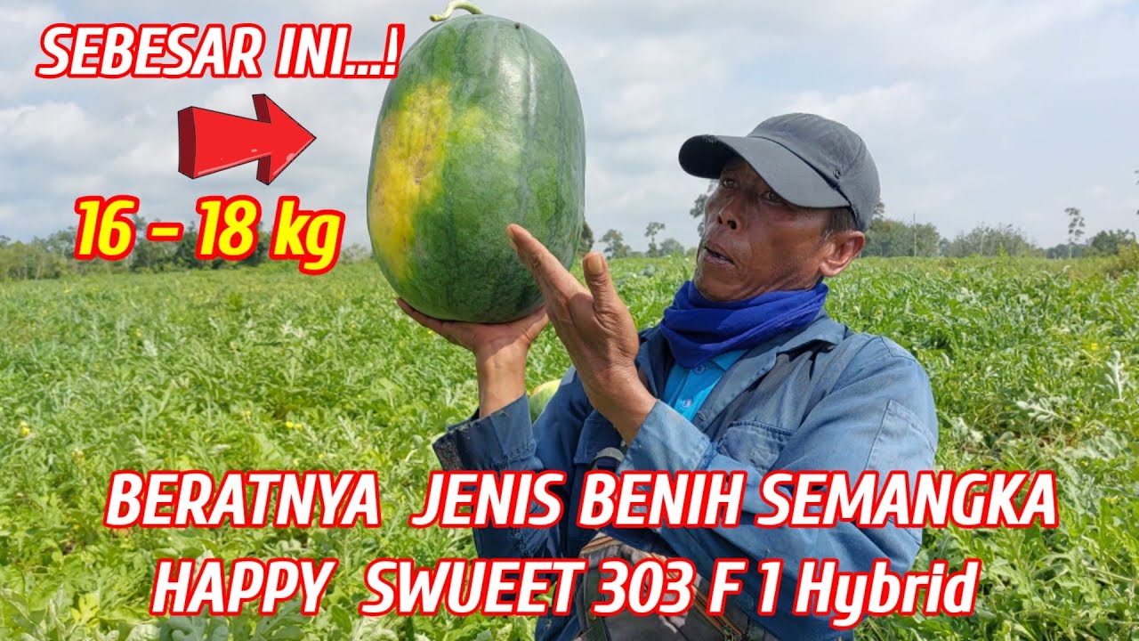 JENIS BUAH SEMANGKA HAPPY SWEET 303 F 1Hybrid