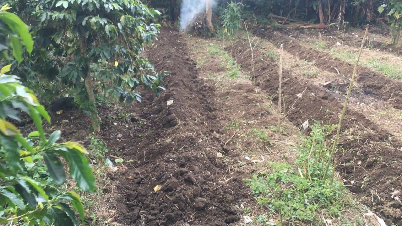 Belajar bertani...