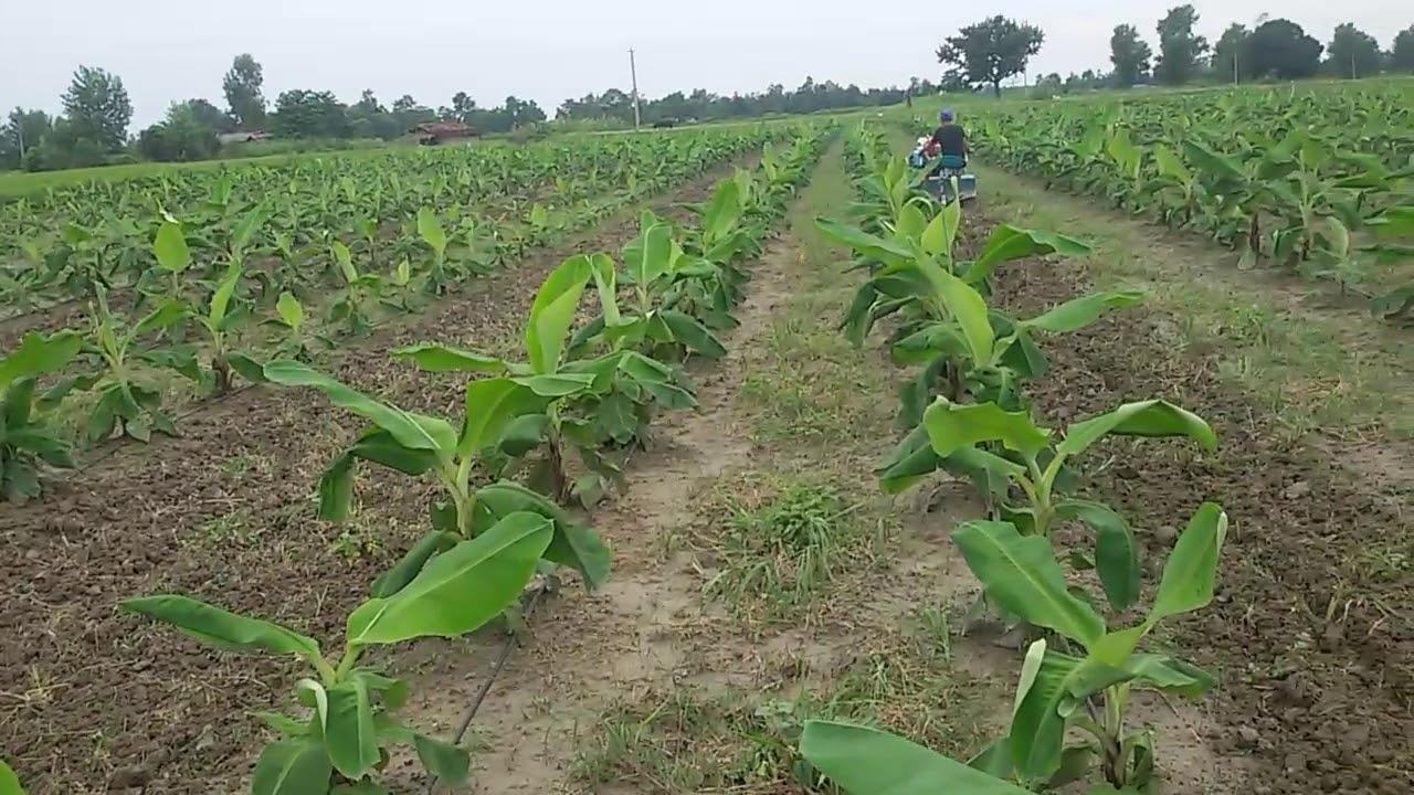 Banana blocks based on drip irrigation sysytem(2)