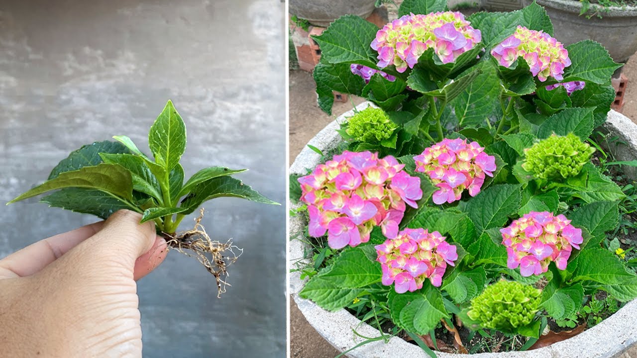 Hydrangea leaves form young plants quickly with just a few drops of this resin
