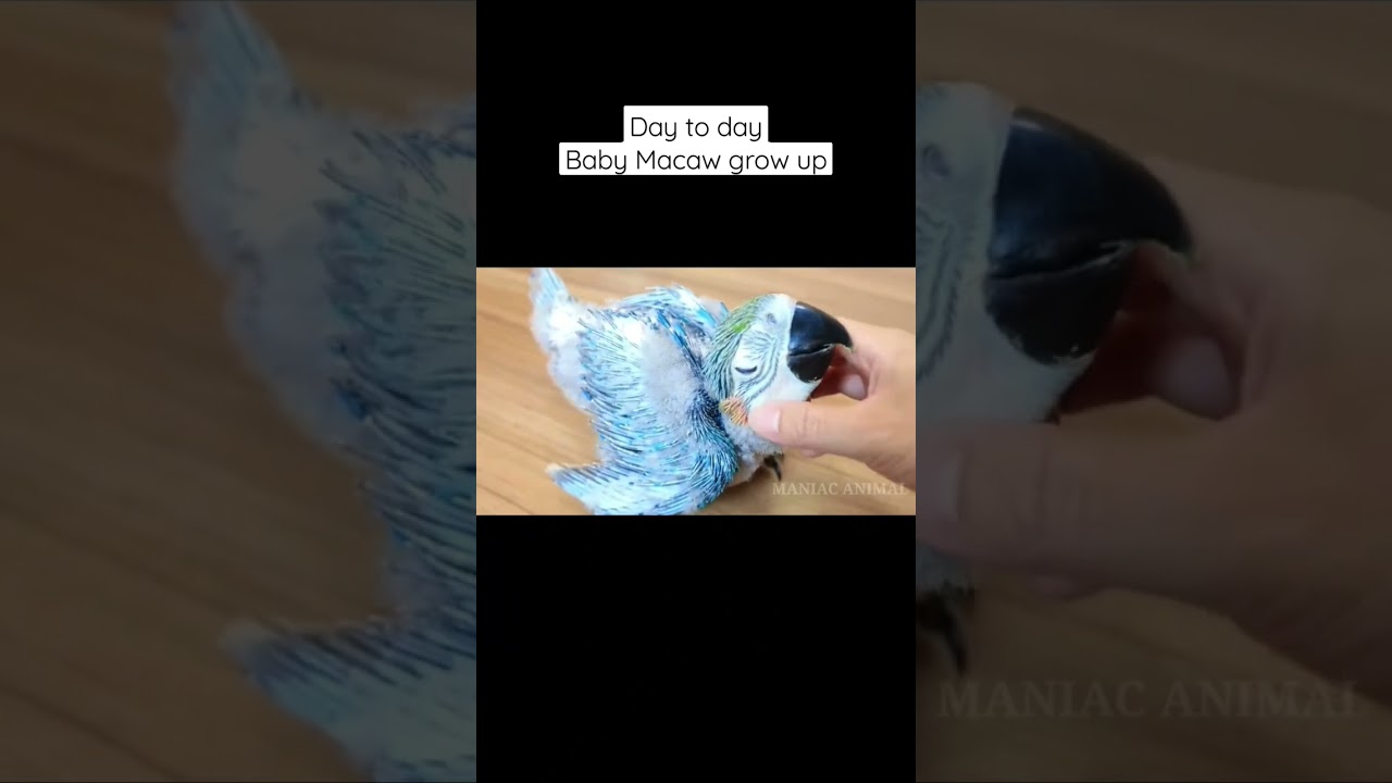 baby macaw grows up from hatching #shortsvideo #macaw #macawbird #shortsfeed #shorts #short