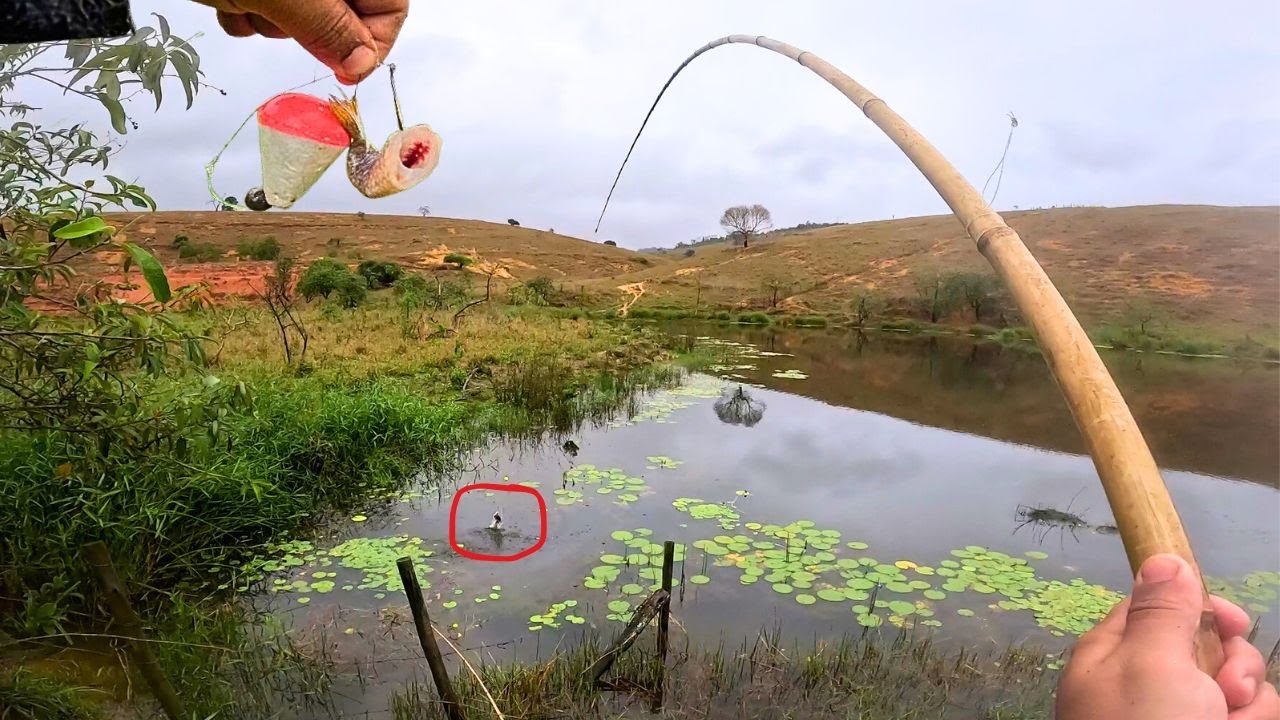 DEPOIS DA TEMPESTADE POCAMOS FORA DO CORREGO PARA GARANTIR O FRITO! Pescaria Caipira