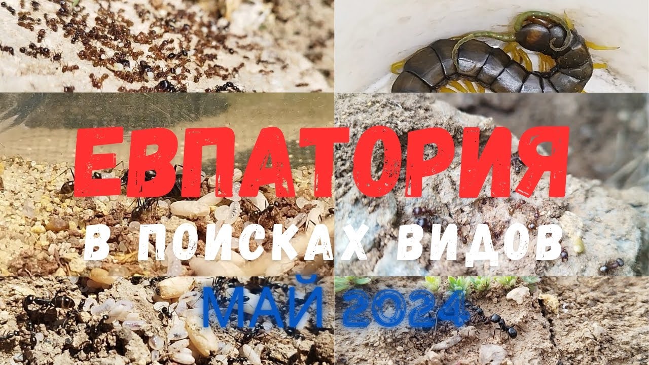 В ПОИСКАХ ВИДОВ В ЕВПАТОРИИ #5 (Муравьи, сколопедры, эмбии, пауки, богомолы)
