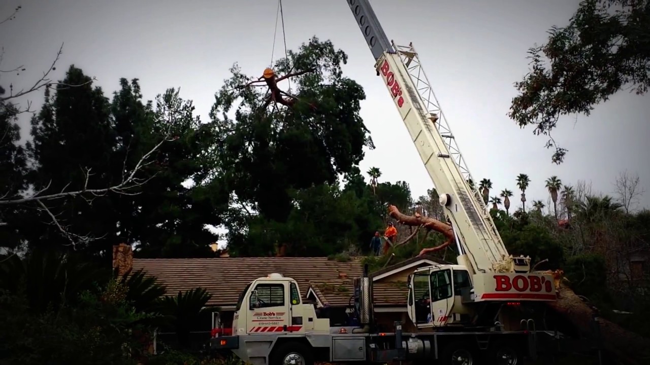 A Tree Surgeon Tree Services Emergency Tree Removal