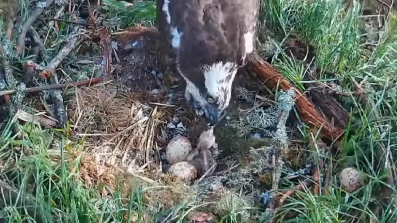 Osprey Mom feeding new born chick | #3 Sääksilive (Osprey cam) Jun 8, 2025