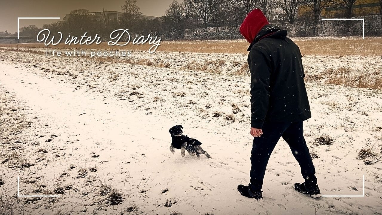 WINTER DIARY ☃️ making Korean chicken wrap, walk in the snow, vet visit2