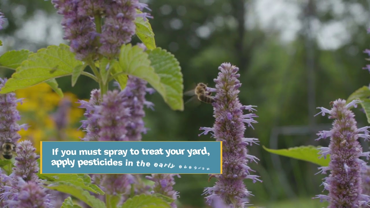 Protecting Pollinators From Common Threats