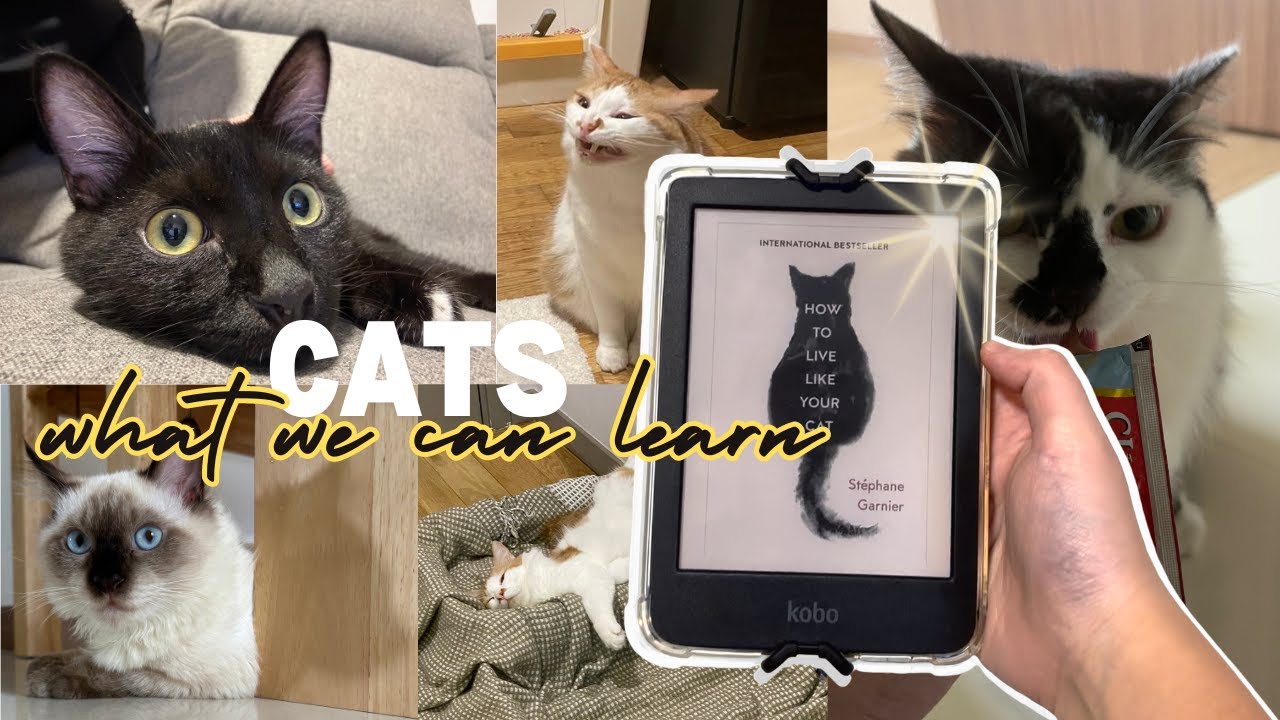 Self-Care Tips From Cats | Reflections After Reading 