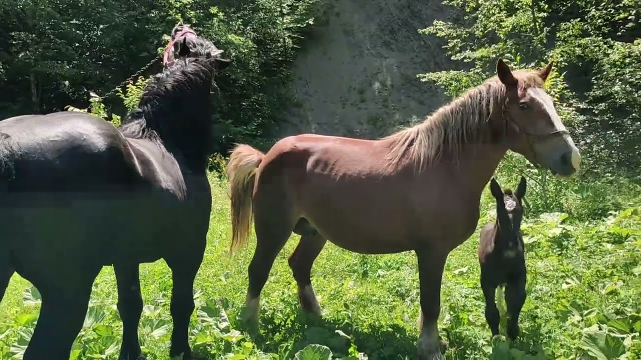 Mating of the mare on the 9th day, as foaled) stallion Yurko Persheron)