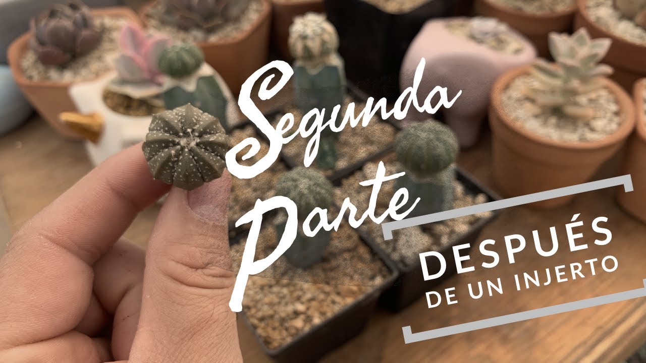 Un mes después de los injertos - crecimiento de cactus parte dos-