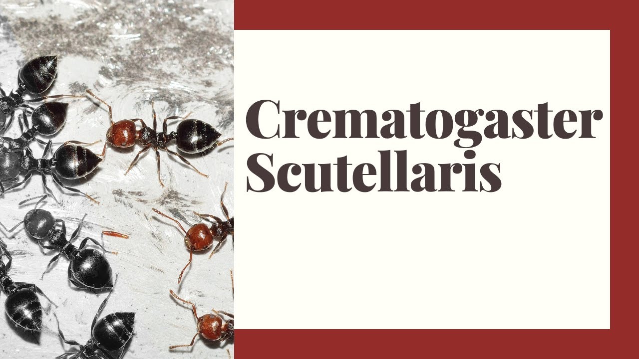 Crematogaster Scutellaris - Nuestra reina pelirroja.