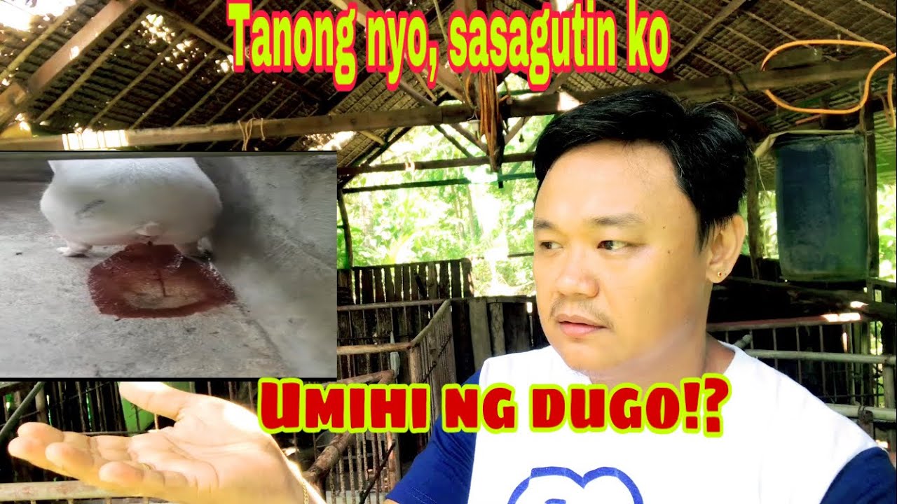 sanhi sa pag ihi ng dugo ng inahing baboy | gamot sa pag ihi ng dugo ng inahing baboy | Ryan Patenio