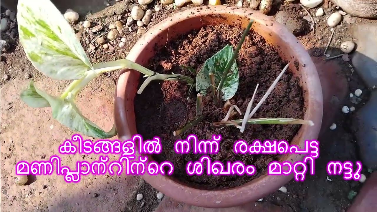 കീടങ്ങളിൽ നിന്ന് രക്ഷപെട്ട മണിപ്ലാന്റിന്റെ ശിഖരം മാറ്റി നട്ടു