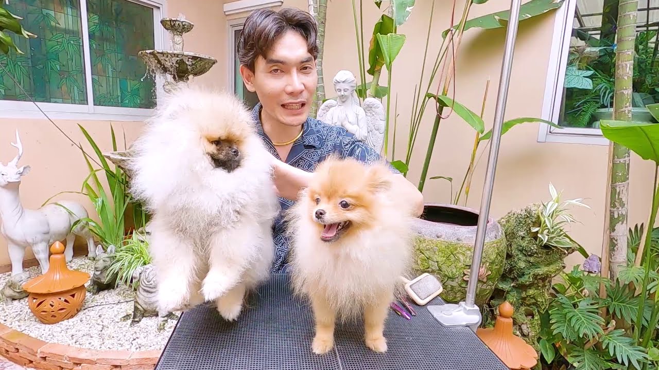 ตัดขนปอมเมอเรเนียน ตอนผลัดขน พาเปลี่ยนลิงให้เป็นหมี