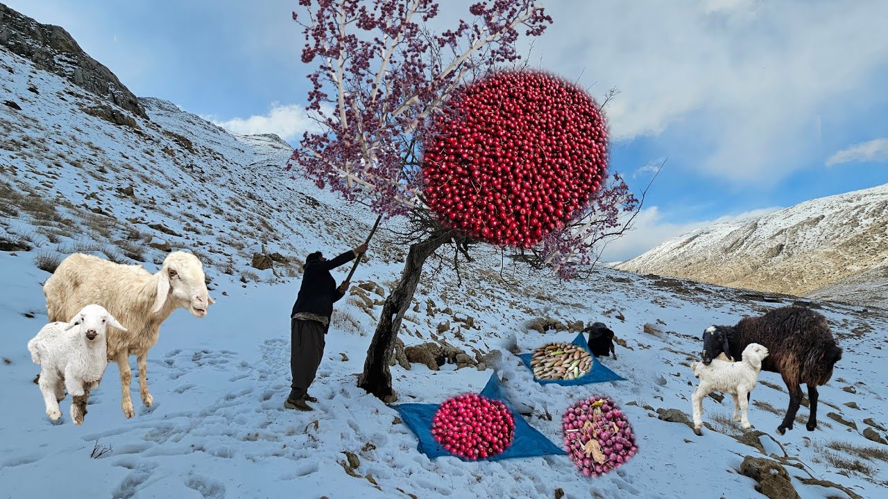 Кочевой образ жизни | Путешествие в сердце заснеженных гор ❄️ | Сбор боярышника и дикого дуба 🍒🌰