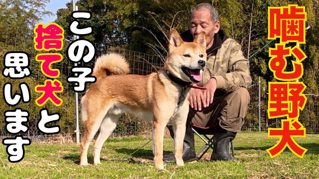 【噛む野犬】もしかして？？この子は野犬でも野良犬でもなくて捨て犬かも？