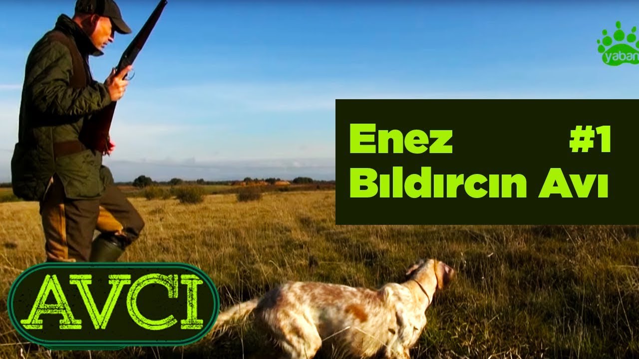 Enez Bıldırcın Avı 1 Avcı - Yaban Tv