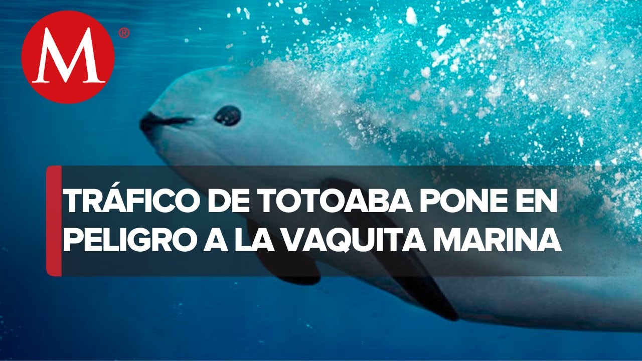 Así operaba el Cártel de la Totoaba, poniendo en riesgo a la vaquita marina, una especie en peligro