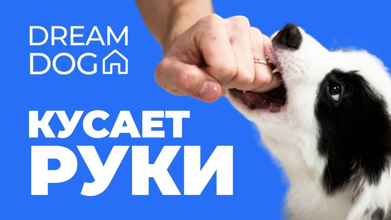 Щенок кусает руки 🐶 Что делать и как отучить навсегда