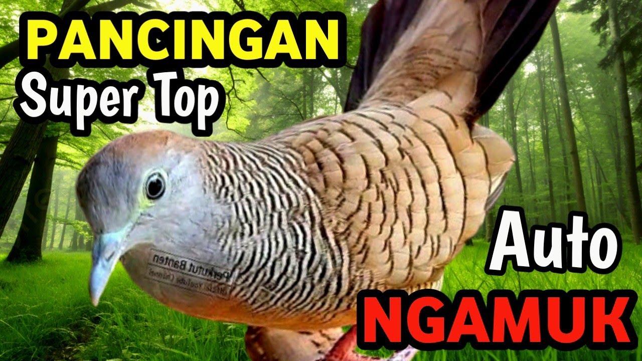 Masteran Perkutut Terapi Alam Liar – River Sound Healing for Kicau Mania