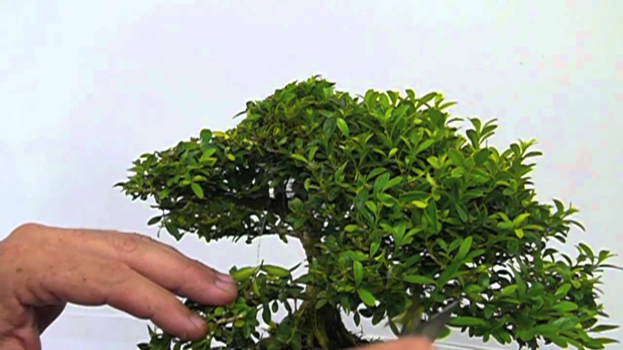 Pruning a Boxwood