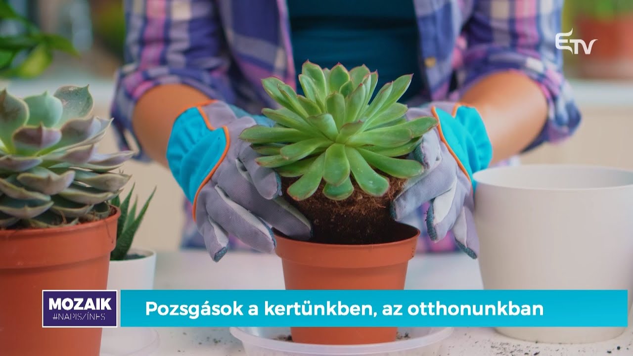 Pozsgások kertünkben, otthonunkban – Én kis kertem