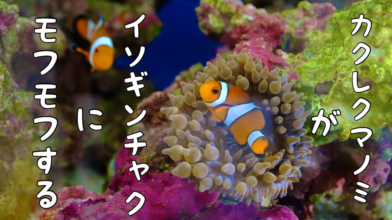 カクレクマノミがイソギンチャクにモフモフする動画です。【ニモとタマイタダキイソギンチャク】
