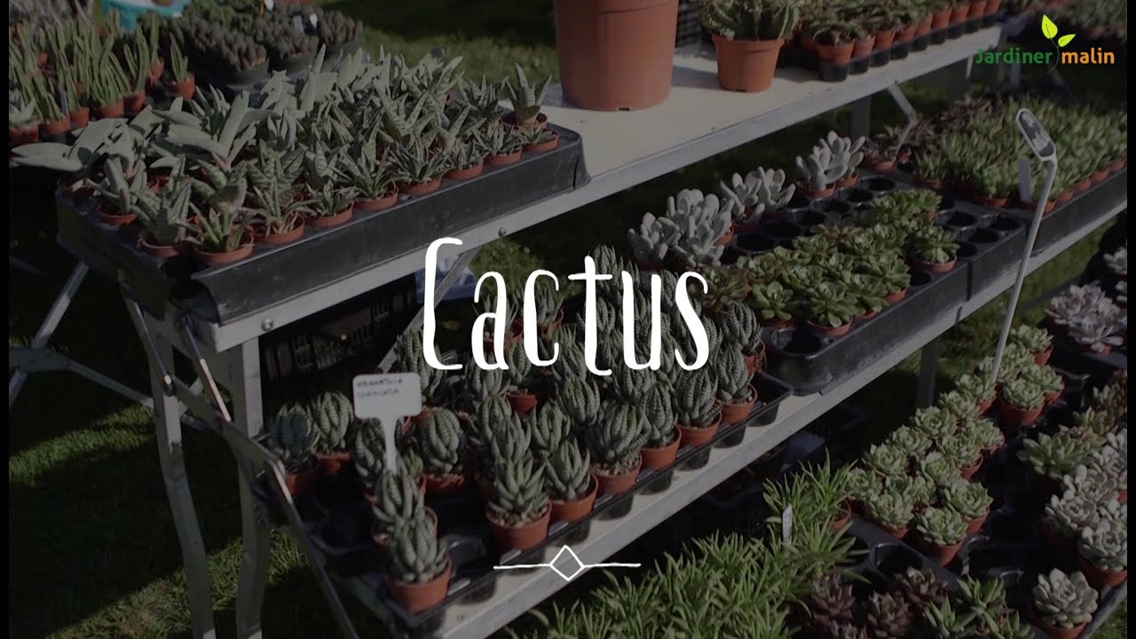Cactus : conseils pour le faire fleurir
