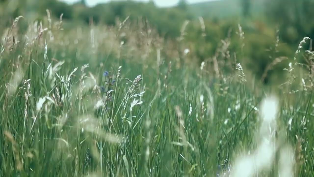 Soft Wind Through Tall Grass &ndash; Peaceful Nature Sounds for Sleep & Relaxation