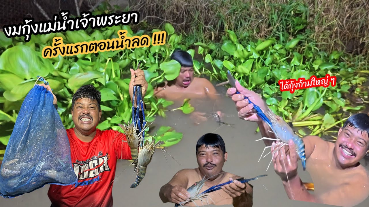 งมกุ้งแม่น้ำเจ้าพระยา ครั้งแรกในรอบน้ำลดปีนี้ ได้ก้ามไซร์ใหญ่ ๆ !!!!  #มิสเตอร์สันฟิชชิ่ง