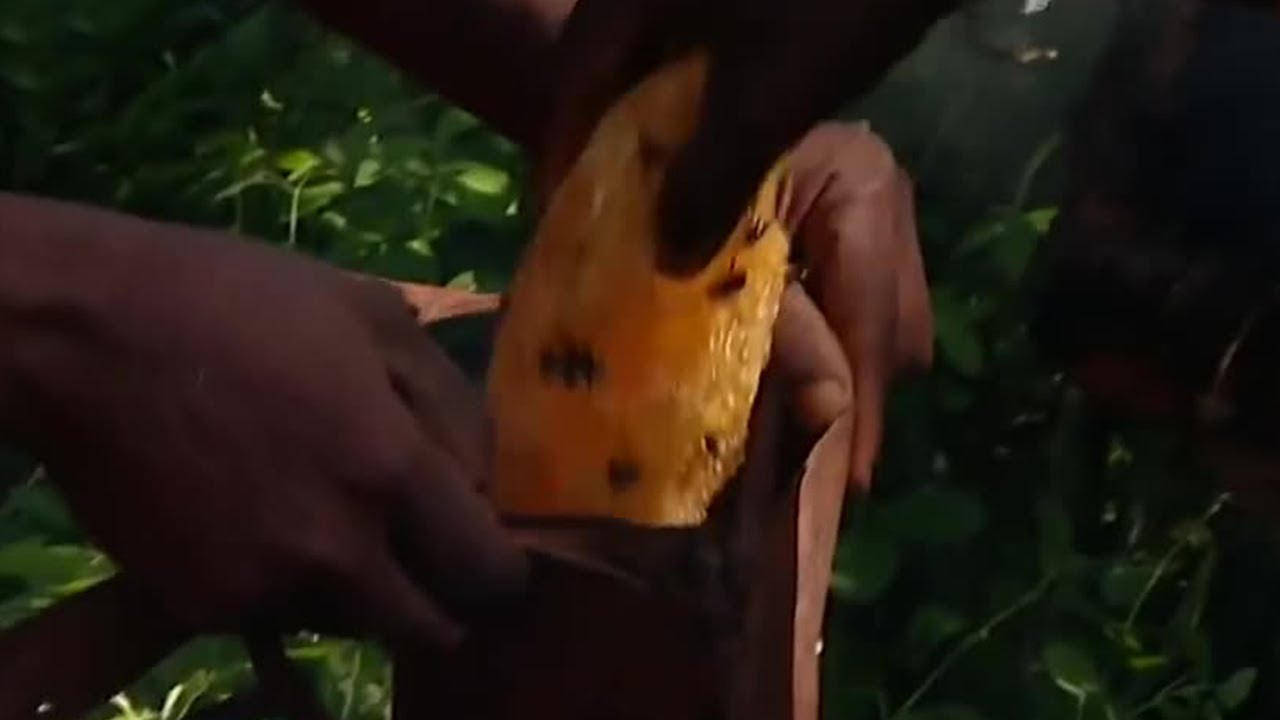 Collecting Honey with the Akie | Tribe with Bruce Parry | BBC Studios