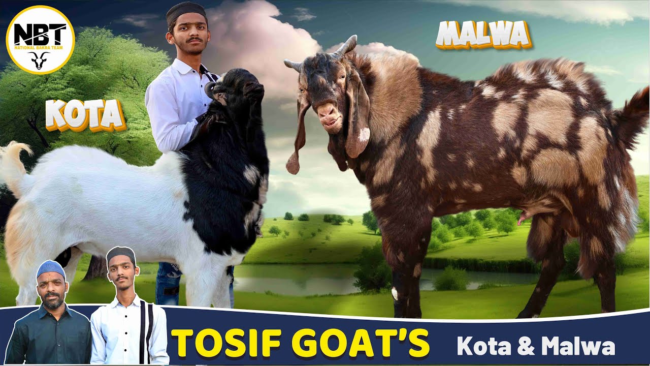 Kota & Malwa Home Breed At Tosif Goat’s