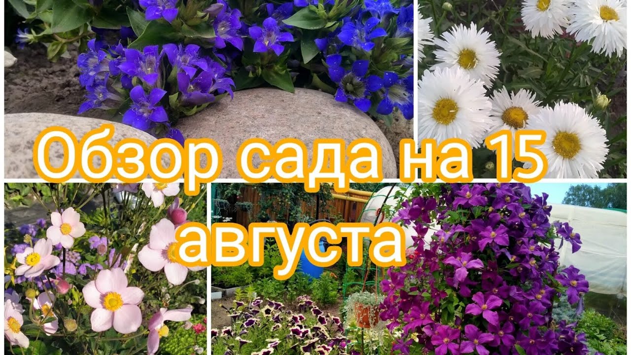 ОБЗОР САДА НА 15 АВГУСТА. ЛЬЮТ СИЛЬНЫЕ ДОЖДИ, ВСЁ ПРОПАДАЕТ 😱😔 НОВОСИБИРСК.