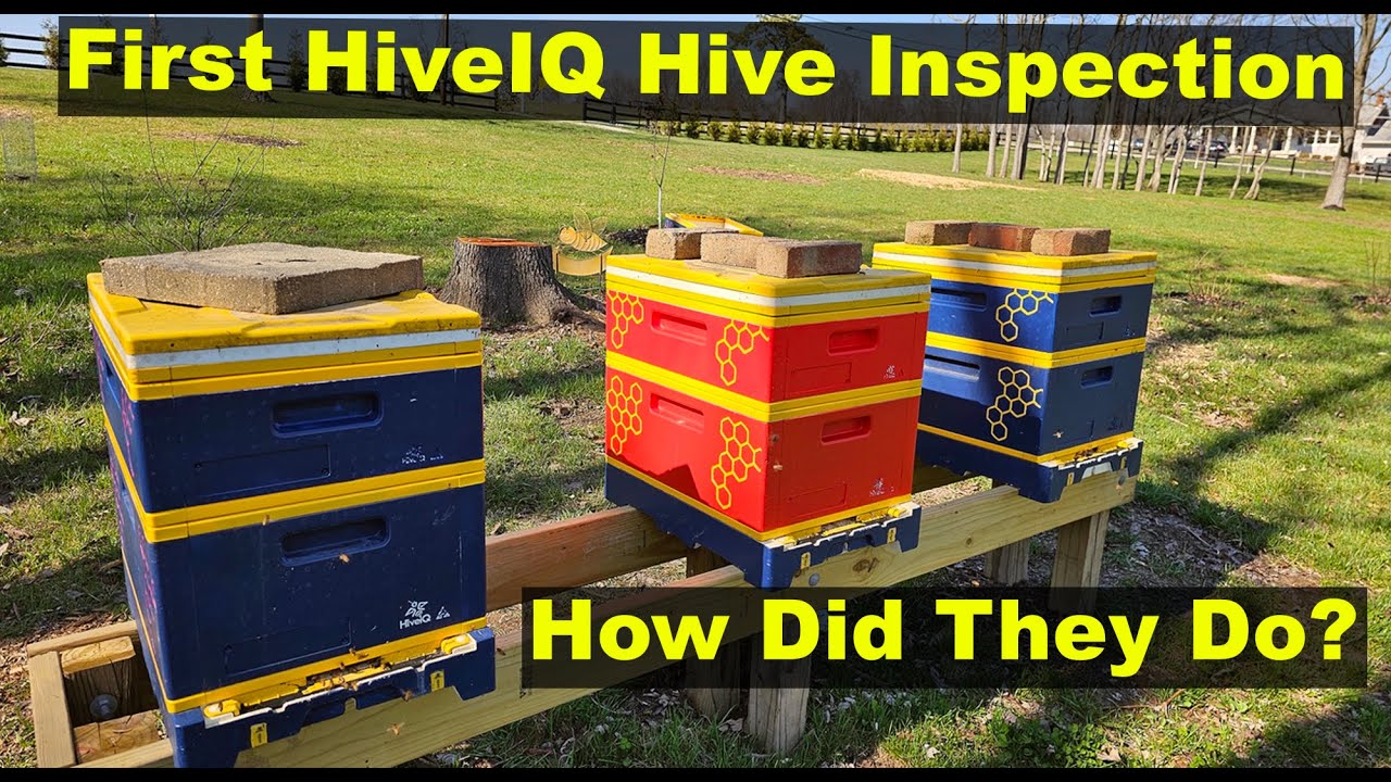 Первая проверка HIVE IQ. Как себя показали BEES?