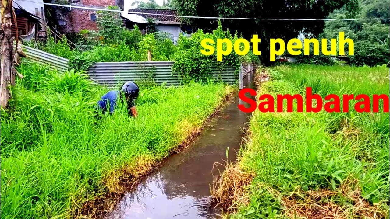 PARIT INI FUUL BELUT BABON DAN SAMBARAN CEPAT