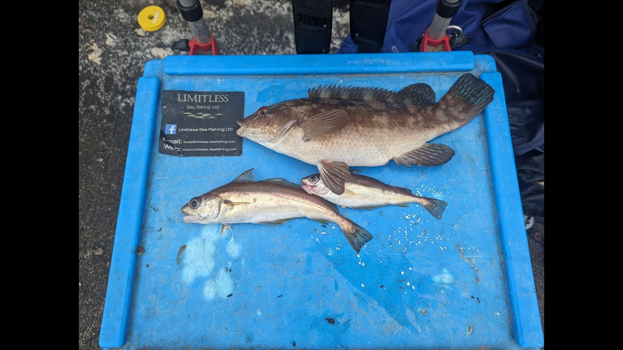 Holyhead breakwater back wall species hunt - Rough ground fishing -Anglesey North Wales