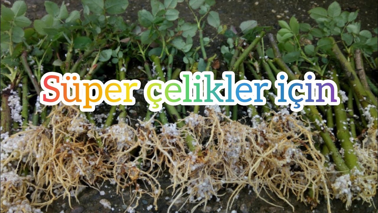 çelik yapımı  için dere kumu avı ,river soil for cutting.